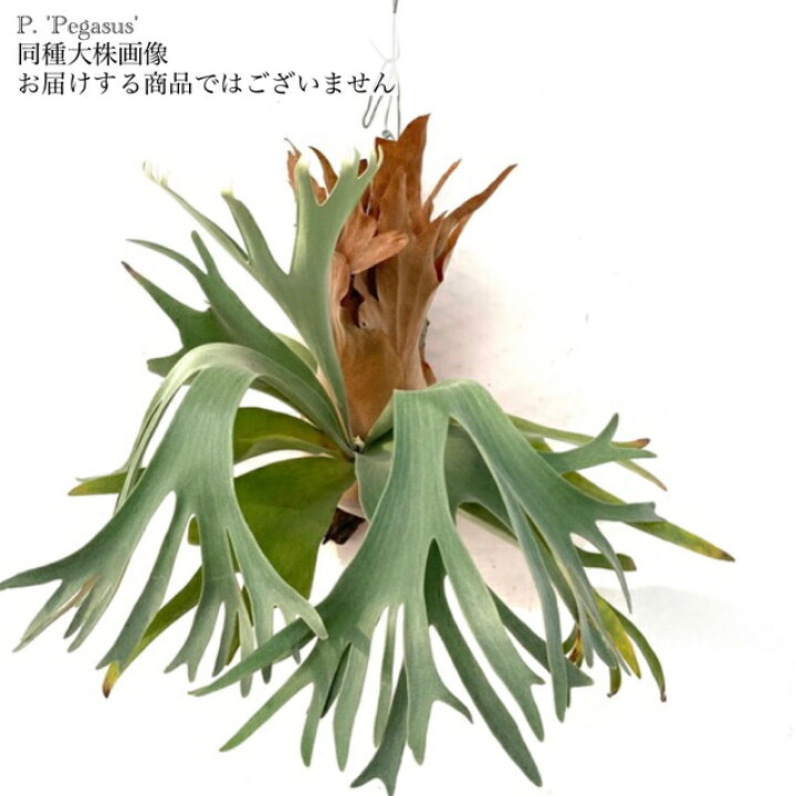 楽天市場】(現品) ビカクシダ 