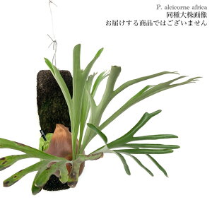 (i) rJNV_ AVRl AtJ (No.41048) (RE ϗtA  CeA ݂艺 Ǌ| ~j ^ ^  Platycerium alcicorne africa)