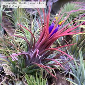 (i) `WA CIi^ 'V[^ WCAg N[' (No.21915) (GA[vc eBWA ϗtA  Ǌ| CeA ~j ^ ݂艺  ionantha 'Rosita Giant Clone'