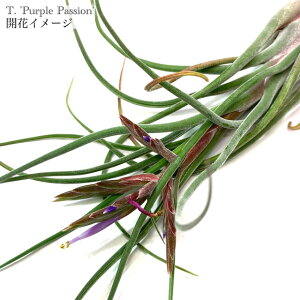 (i) `WA 'p[vpbV' (No.21762) (GA[vc eBWA ϗtA  Ǌ| CeA ~j ^ ^ ݂艺  hybrid z ZAi × gJ[ 'Pu