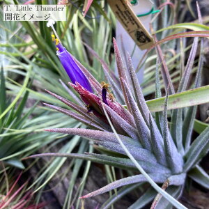 (i) `WA 'gT_[' (No.21974) (GA[vc eBWA ϗtA  Ǌ| CeA ~j ^ ݂艺  CIi^ × vGuVX 'Little Thunder' ionantha 