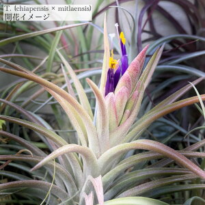 (i) `WA z(`AyVX × ~gGVX) (No.21956) (GA[vc eBWA ϗtA  Ǌ| CeA ~j ^ ݂艺  hybrid chiapensis × mitlaensis)