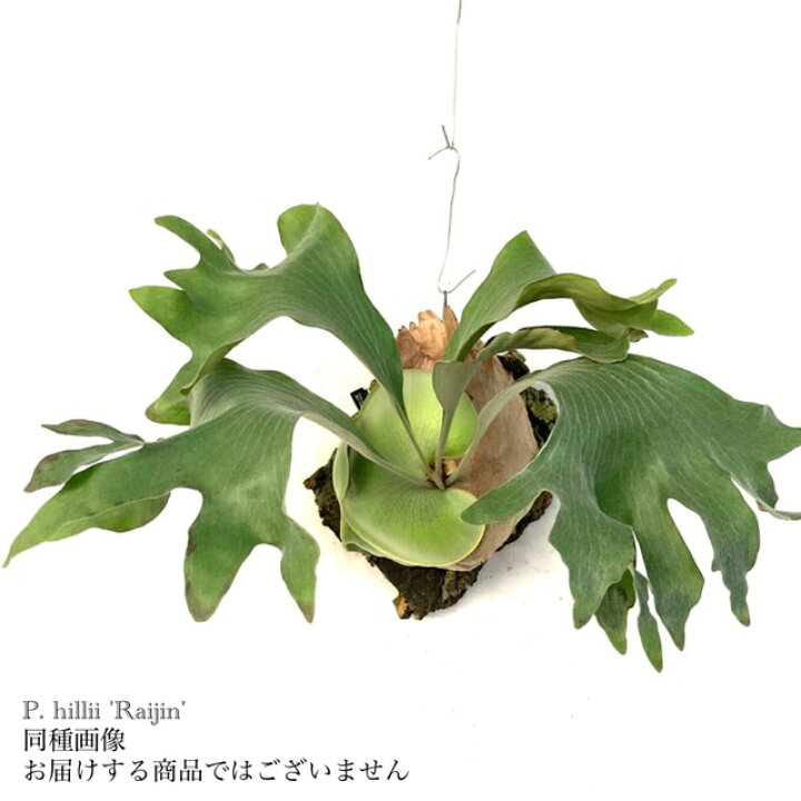楽天市場】(現品) ビカクシダ ヒリー 