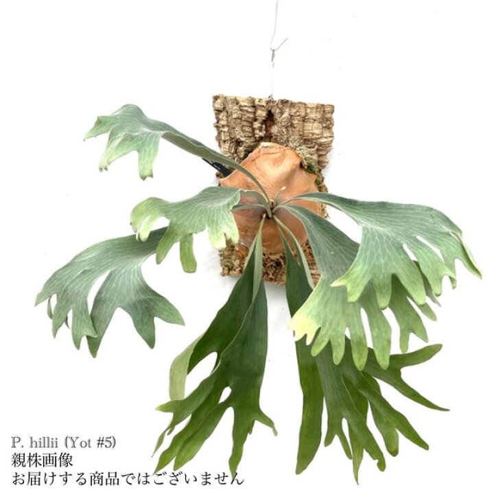 楽天市場】(現品) ビカクシダ ヒリー Yot #5 (pup) (No.40831 