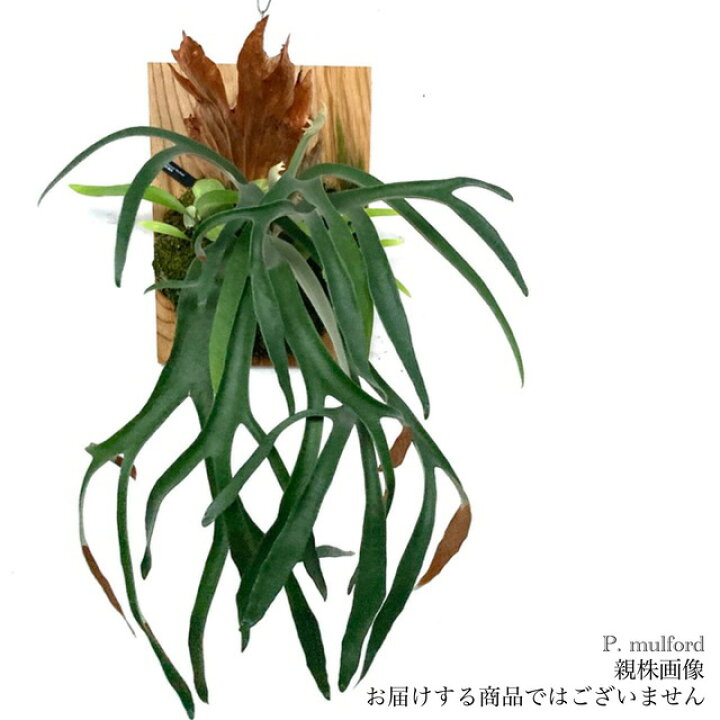 楽天市場】(現品) コウモリラン 