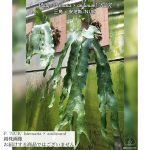 (i) rJNV_ 'NUK' (TC) (No.41005) (RE ϗtA  CeA ݂艺 Ǌ| ~j ^ ^  Xe}A × AfBi Platycerium hybrid stemaria × andinum Nc)