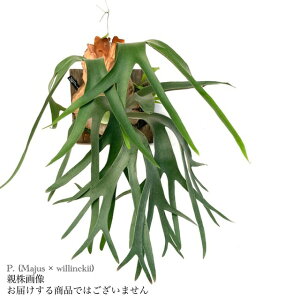 (i) rJNV_ (rtJc cv.}WX × EBL[) (pup) (No.40997) (RE ϗtA  CeA ݂艺 Ǌ| ~j ^ ^  Platycerium hybrid bifurcatum cv. Majus ×