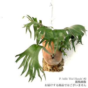 (i) rJNV_ q[ tnY #2 (pup) (No.40999) (RE ϗtA  CeA ݂艺 Ǌ| ~j ^ ^  Platycerium hillii 'Hula Hands')