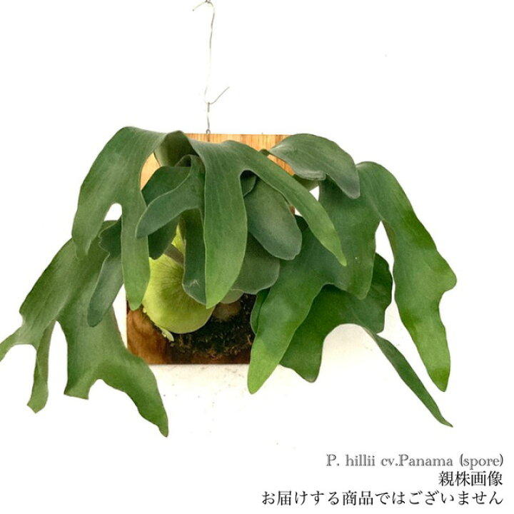楽天市場】(現品) ビカクシダ ヒリー パナマ spore (pup) (No.41000 