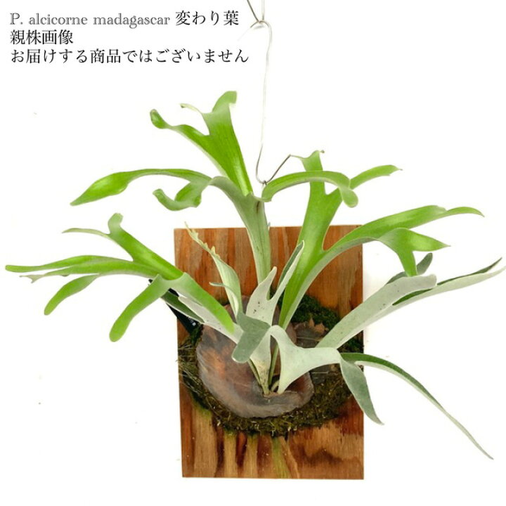 楽天市場】(現品) コウモリラン アルシコルネ マダガスカル 変わり葉 