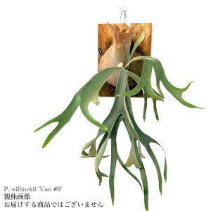 (i) rJNV_ EBL[ 'Uan #9' (pup) (No.41004) (RE ϗtA  CeA ݂艺 Ǌ| ~j ^ ^  Platycerium willinckii)