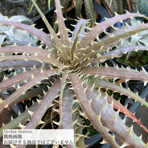 (i )fBbLA xAeAG (No.61983) (ϗtA  Ǌ| CeA ~j ^ ݂艺  uA Dyckia beateae)
