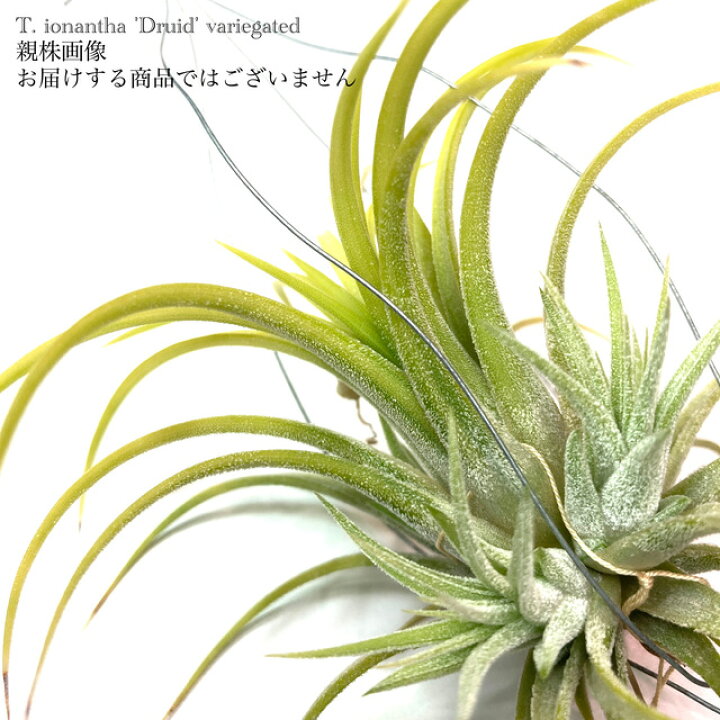 Tillandsia ionantha Variegata 斑入り（楽天市場】(現品) チランジア 