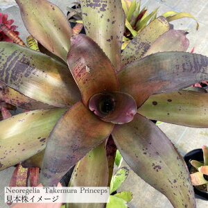 (i) lIQA '^PvZvX' (No.62348) (ϗtA  Ǌ| CeA ~j ^ ^ ݂艺  ^NuA Neoregelia 'Takemura Princeps')