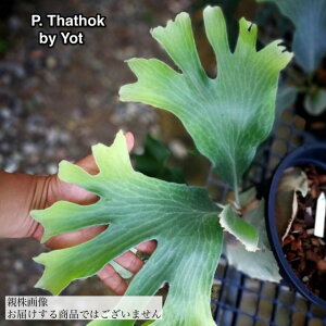 (i) rJNV_ q[ ^[gbN (pup) (No.41010) (RE ϗtA  CeA ݂艺 Ǌ| ~j ^ ^  Platycerium hillii 'Thathok' yot #6)