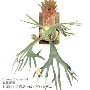 (i) rJNV_ E[g m[l[ (pup) (No.41012) (RE ϗtA  CeA ݂艺 Ǌ| ~j ^ ^  Platycerium hybrid woot no name)