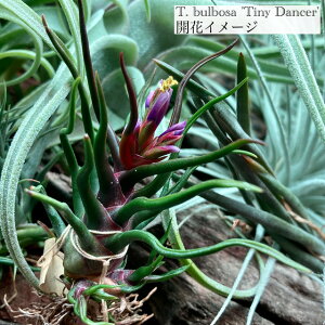 (i) `WA u{[T '^Cj[_T[' (No.22108) (GA[vc eBWA ϗtA  Ǌ| CeA ~j ^ ݂艺  bulbosa 'Tiny Dancer')