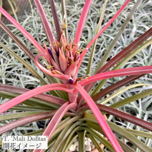 (i) `WA '}htB^X' (No.22101) (GA[vc eBWA ϗtA  Ǌ| CeA ~j ^ ^ ݂艺  Jvgf[T × u{[T caput-medusae × 