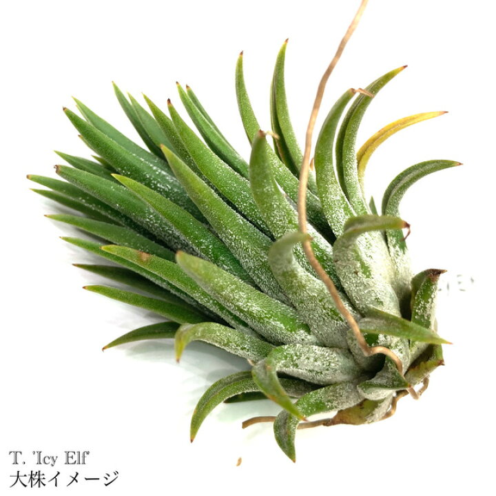 楽天市場】(現品) チランジア 