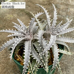 (i) fBbLA 'ubNACX' (No.62377) (ϗtA  Ǌ| CeA ~j ^ ݂艺  uA Dyckia Black Ice)