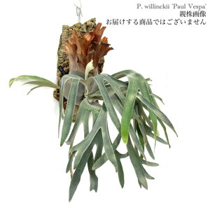 (i) rJNV_ EBL[ '|[xXp' (pup) (No.41020) (RE ϗtA  CeA ݂艺 Ǌ| ~j ^ ^  Platycerium willinckii 'Paul Vespa')