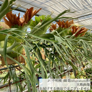 (i) rJNV_ s(חtbifurcatumn) (pup) (No.40822) (RE ϗtA  CeA ݂艺 Ǌ|  z? rtJc? Platycerium hybrid?)