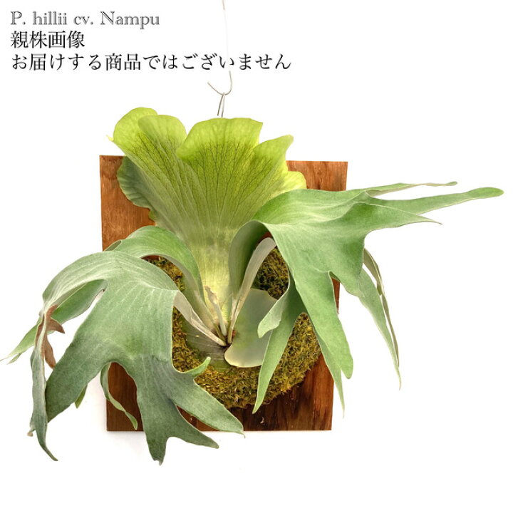 楽天市場】(現品) ビカクシダ ヒリー 