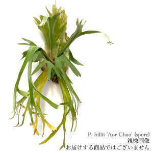 (���i) �r�J�N�V�_ �q���[ cv.�I�[�`���I �X�|�A (pup) (No.41038) (�R�E�������� �ϗt�A�� ������� �C���e���A �݂艺�� �Ǌ|�� �~�j ���^ ��^ ���� Platycerium hillii cv.Aor Chao spore)
