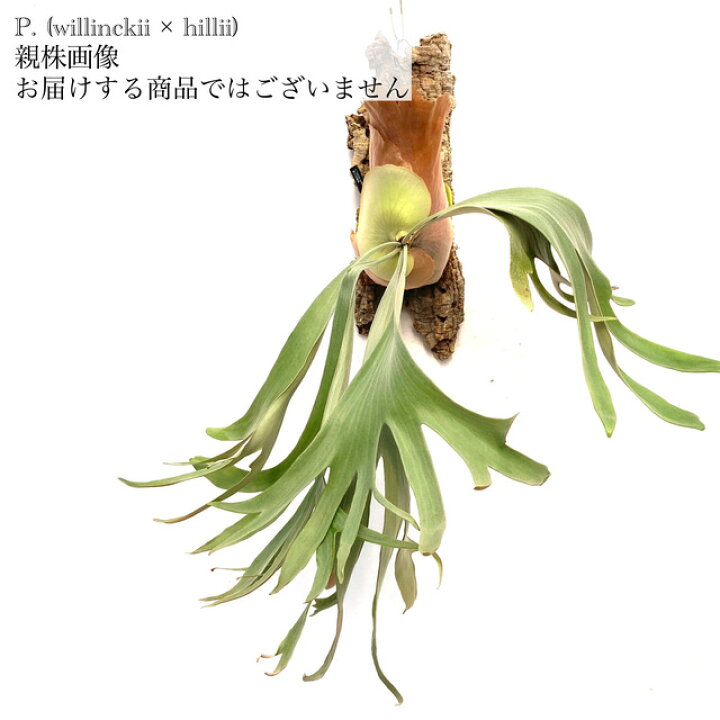 楽天市場】(現品) ビカクシダ (ヒリー × ウィリンキー) (pup) (No 