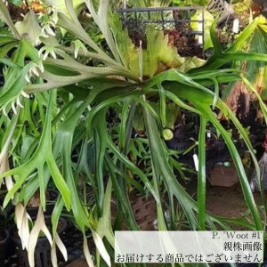 (i) rJNV_ woot #1 (pup) (No.41043) (RE ϗtA  CeA ݂艺 Ǌ| ~j ^ ^  Platycerium hybrid)