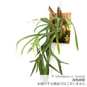 (i) rJNV_ rtJc PC` (pup) (No.40998) (RE ϗtA  CeA ݂艺 Ǌ| ~j ^ ^  Platycerium bifurcatum cv.kenichi)