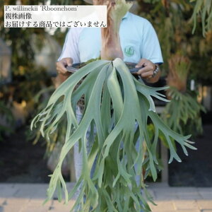 (i) rJNV_ EBL[ 'Rboonchom' (pup) (No.40969) (RE ϗtA  CeA ݂艺 Ǌ| ~j ^ ^  Platycerium willinckii u[`)