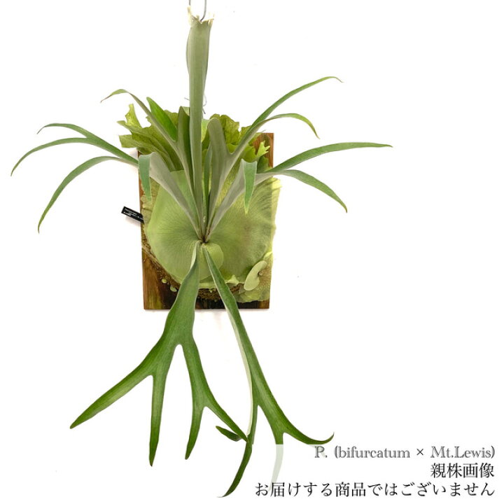 楽天市場】(現品) ビカクシダ (ビフルカツム × マウントルイス) (pup 