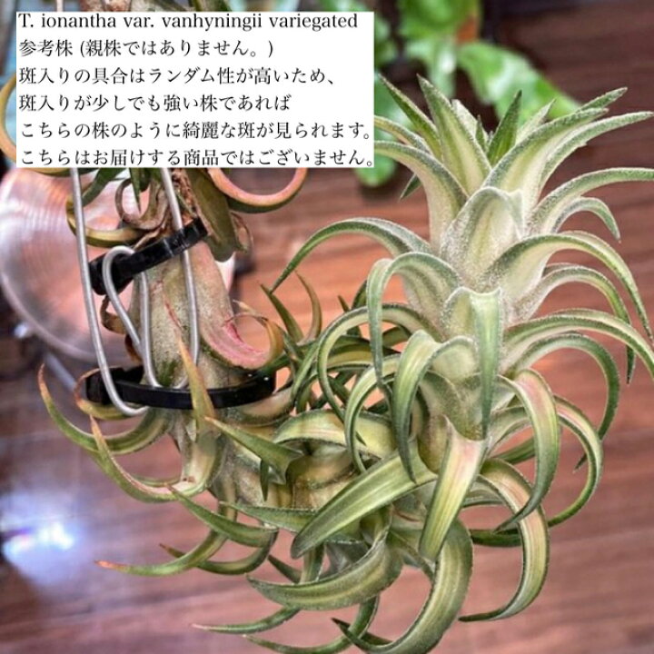 楽天市場】(現品) チランジア イオナンタ バンハイニンギー 斑入り (No 