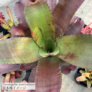 (i) lIQA pXRAA[i (No.62401) (ϗtA  Ǌ| CeA ~j ^ ^ ݂艺  ^NuA Neoregelia pascoaliana)