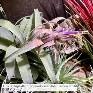 (i) `WA z(XgvgtB × IzhGVX J.A. No.5) (No.22181) (GA[vc eBWA ϗtA  Ǌ| CeA ~j ^ ^ ݂艺  hybrid s