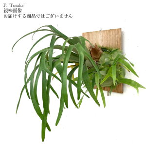(i) rJNV_ 'gTJ' (pup) (No.41025) (RE ϗtA  CeA ݂艺 Ǌ| ~j ^ ^  Platycerium 'Tosaka')
