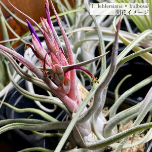 (i) `WA z(G[VAi × u{[T) (No.21728) (GA[vc eBWA ϗtA  Ǌ| CeA ~j ^ ݂艺  hybrid ehlersiana × bulbosa)