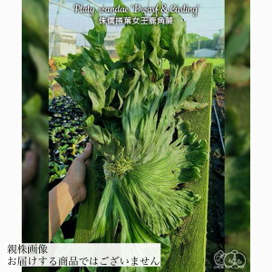 (i) rJNV_ _G 'h[t' (TC) (No.41076) (RE ϗtA  CeA ݂艺 Ǌ| ~j ^ ^  Platycerium wandae 'Dwarf' Nc)