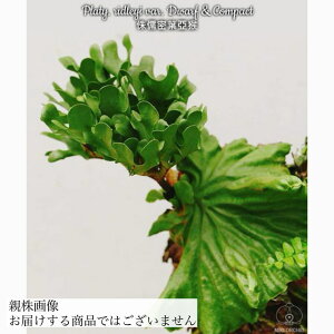 (i) rJNV_ hC 'h[t&RpNg' (TC) (No.41179) (RE ϗtA  CeA ݂艺 Ǌ| ~j ^  h[ Platycerium ridleyi dwarf compact N)