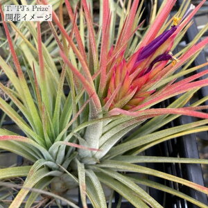 (i) `WA 's[WFCY vCY' (No.21761) (GA[vc eBWA ϗtA  Ǌ| CeA ~j ^ ^ ݂艺  hybrid z RJ[ × CIi^