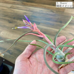 (i) `WA 'PCV[' (No.21759) (GA[vc eBWA ϗtA  Ǌ| CeA ~j ^ ^ ݂艺  hybrid z u{[T × ubcB[ 'Kacey' bulbosa ×