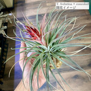 (i) `WA z(xeBi × RR[) (No.21569) (GA[vc eBWA ϗtA  Ǌ| CeA ~j ^ ݂艺  hybrid velutina × concolor)