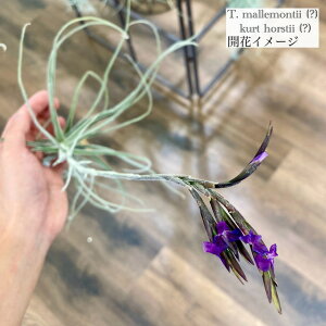 `WA }eB[ (?) (GA[vc eBWA ϗtA  Ǌ| CeA ~j ^ ݂艺  mallemontii hybrid kurt horstii)