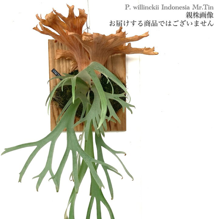 楽天市場】(現品) ビカクシダ ウィリンキー インドネシア Mr.Tin (pup 