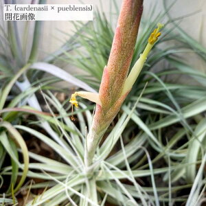 (i) `WA z(JfiV[ × vGuVX) (No.22057) (GA[vc eBWA ϗtA  Ǌ| CeA ~j ^ ^ ݂艺  hybrid cardenasii × pueblensi