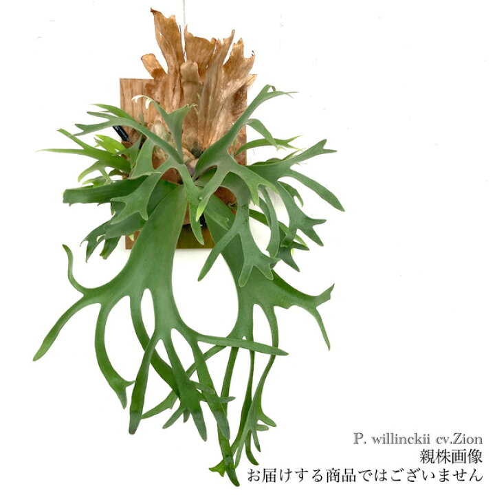 楽天市場】(現品) ビカクシダ ウィリンキー ジオン (pup) (No.40886 