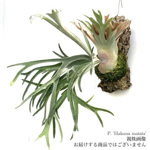 (i) rJNV_ 'nNi}^^' (pup) (No.41077) (RE ϗtA  CeA ݂艺 Ǌ| ~j ^  Platycerium peawchan Snow Queen F301 'Hakuna matata')