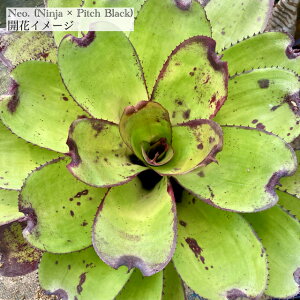 (i) lIQA 'Ninja × Pitch Black' (No.62309) (ϗtA  Ǌ| CeA ~j ^ ݂艺  ^NuA Neoregelia hybrid)