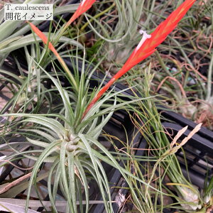 `WA JEbZX (GA[vc eBWA ϗtA  Ǌ| CeA ~j ^ ݂艺  caulescens)